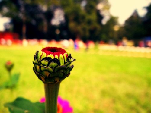 Photo of Floral fervor! 3/15 by Lets Head Out