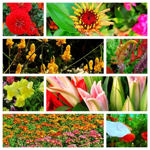 Photo of Floral fervor! 15/15 by Lets Head Out