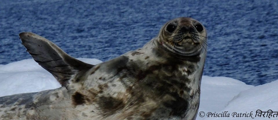 Photo of Sailing to the Antarctic 3/5 by Priscilla Patrick
