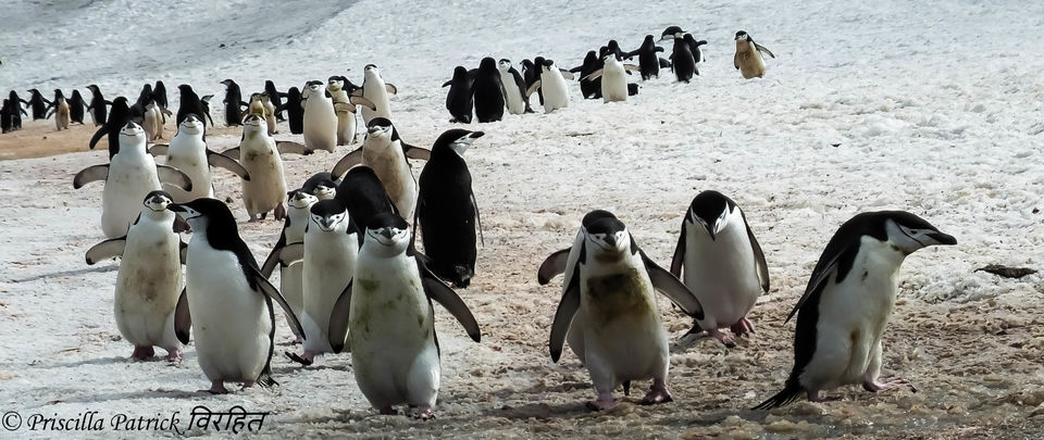 Photo of Sailing to the Antarctic 4/5 by Priscilla Patrick