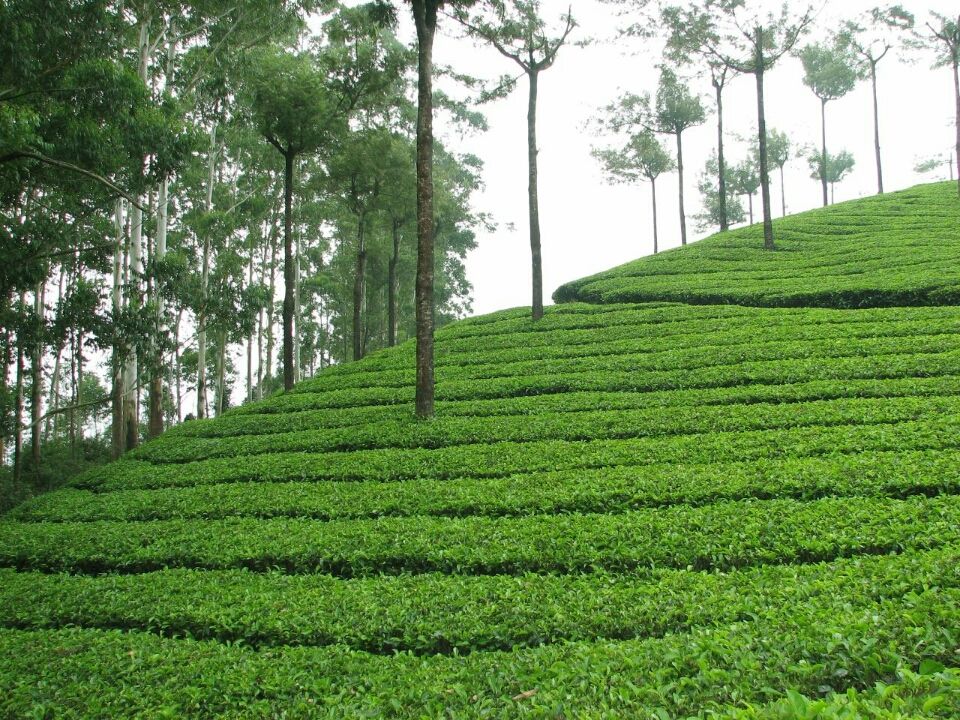 Photo of Cochin, Kerala, India by Deepanshi