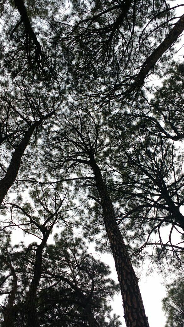 Photo of Chakrata, Uttarakhand, India by Deepanshi