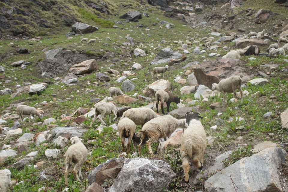 Photo of Milam Glacier Trek: A solo walk to the upper Himalayas in Johar valley. by Broken.brain