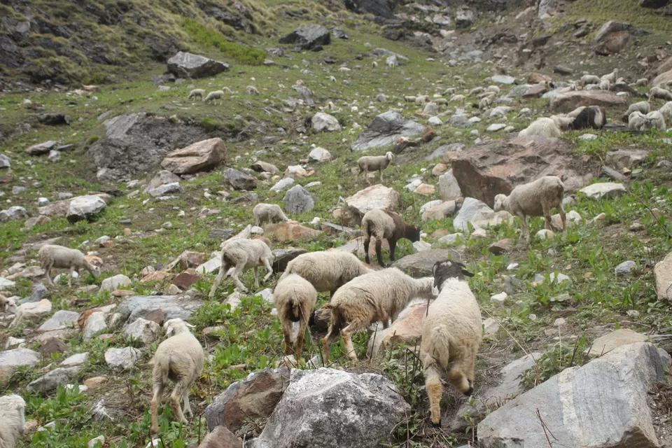 Photo of Milam Glacier Trek: A solo walk to the upper Himalayas in Johar valley. by Broken.brain