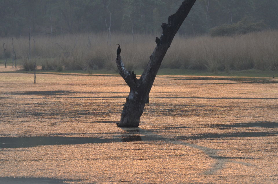 Photo of Satpura Tiger Reserve, Madhai, Madai, Madhya Pradesh, India by Rimjhim Mukherjee