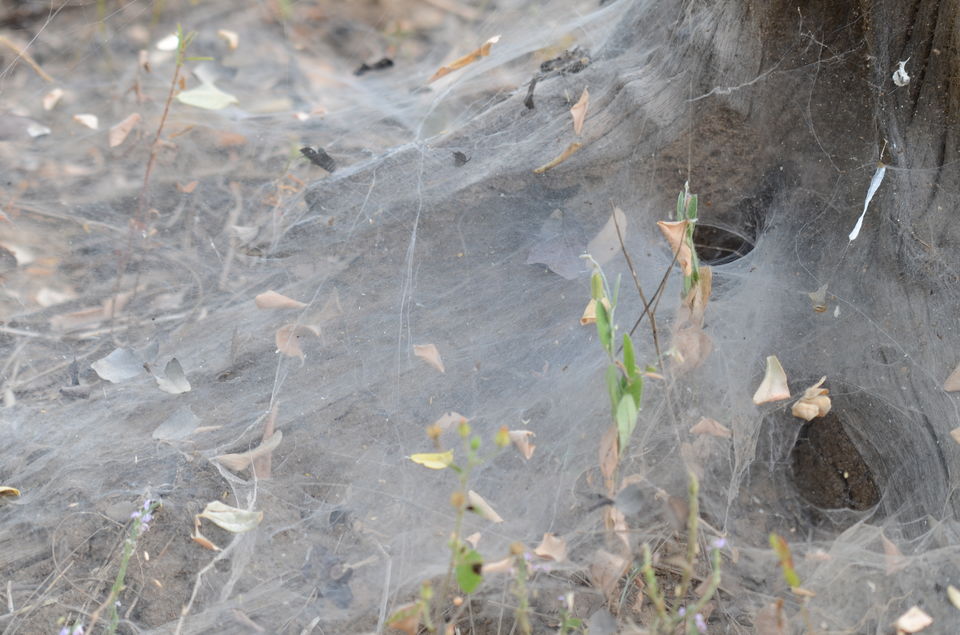 Photo of Satpura Tiger Reserve, Madhai, Madai, Madhya Pradesh, India by Rimjhim Mukherjee