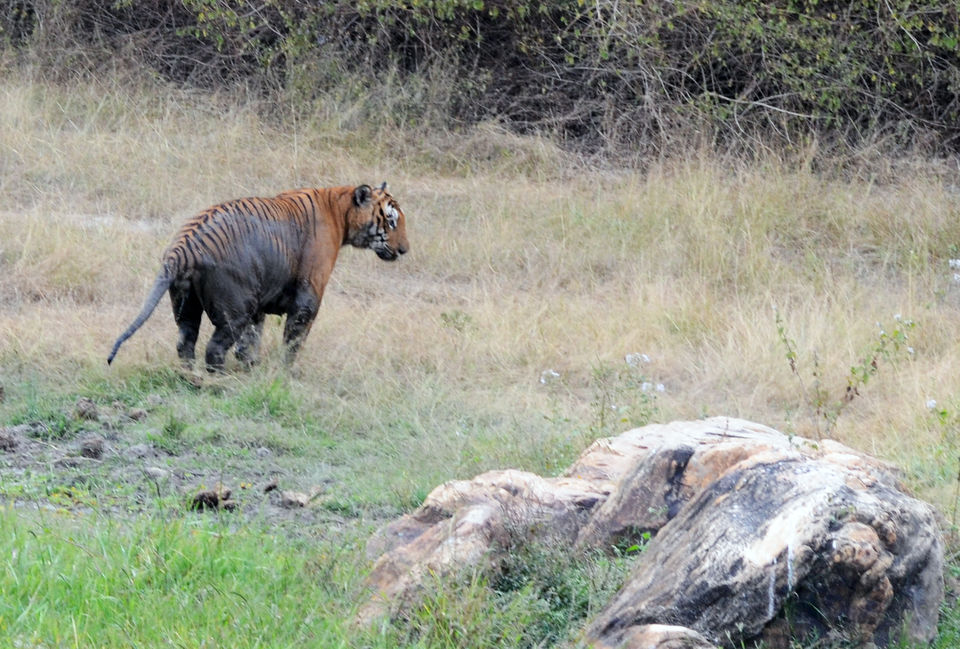 Photo of Tiger Hunting in South India? This is where you go! by Rimjhim Mukherjee