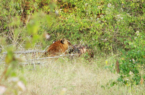 Photo of Bandipur National Park, Bandipur, Karnataka, India by Rimjhim Mukherjee