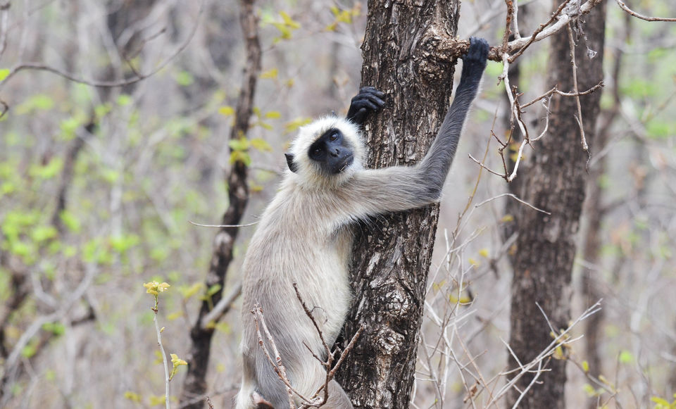 Photo of LIKE OFF THE TRACK WILDERNESS? SAY HELLO TO NAGPUR'S HIDDEN GEM. by Rimjhim Mukherjee