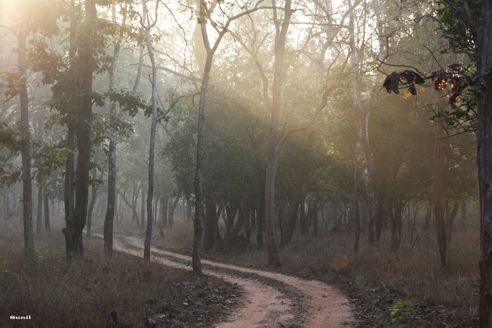 Photo of Nagzira Tiger Reserve, Bhandara, Maharashtra, India by Rimjhim Mukherjee