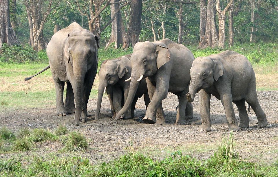 gorumara national park safari