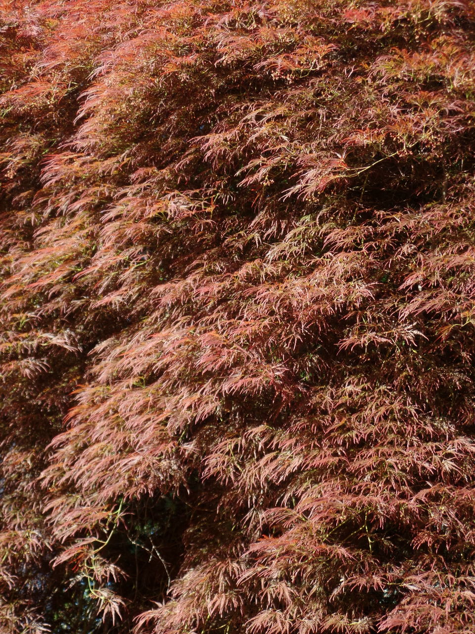 Photo of Kawaguchiko Music Forest 6/8 by Elaine Tan