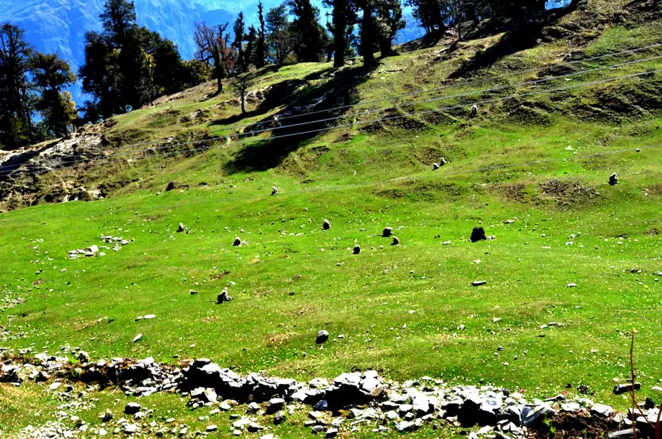 Photo of Munsiyari, distt. Pithoragarh by Rajendra Makharia