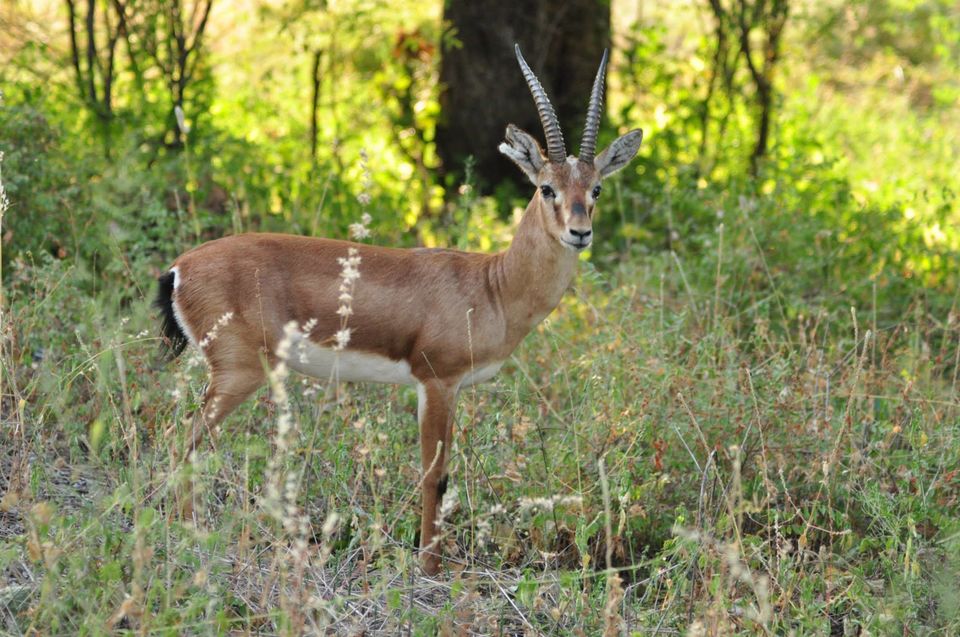 Photo of Ranthambore National Park 2/24 by Rajendra Makharia