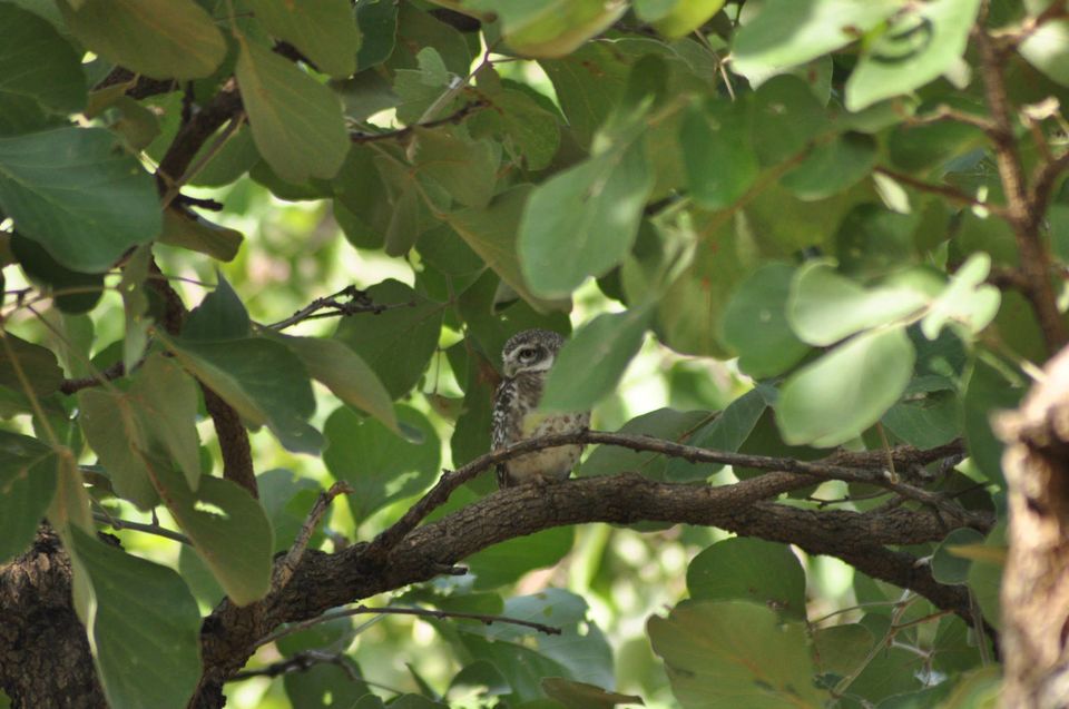 Photo of Ranthambore National Park 13/24 by Rajendra Makharia