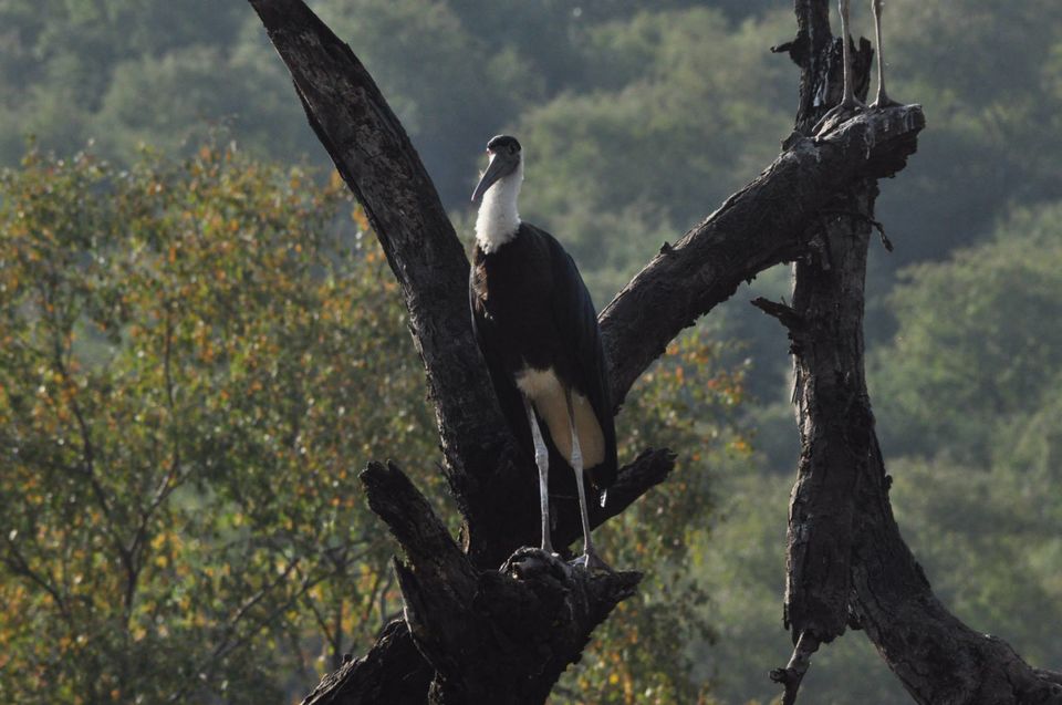 Photo of Ranthambore National Park 20/24 by Rajendra Makharia