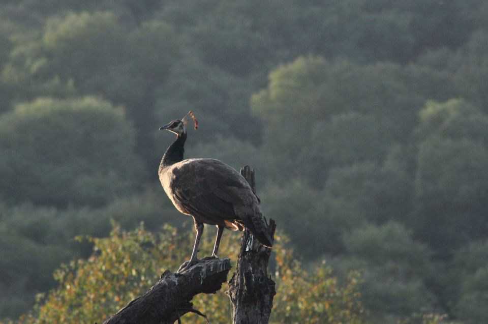 Photo of Ranthambore National Park 18/24 by Rajendra Makharia