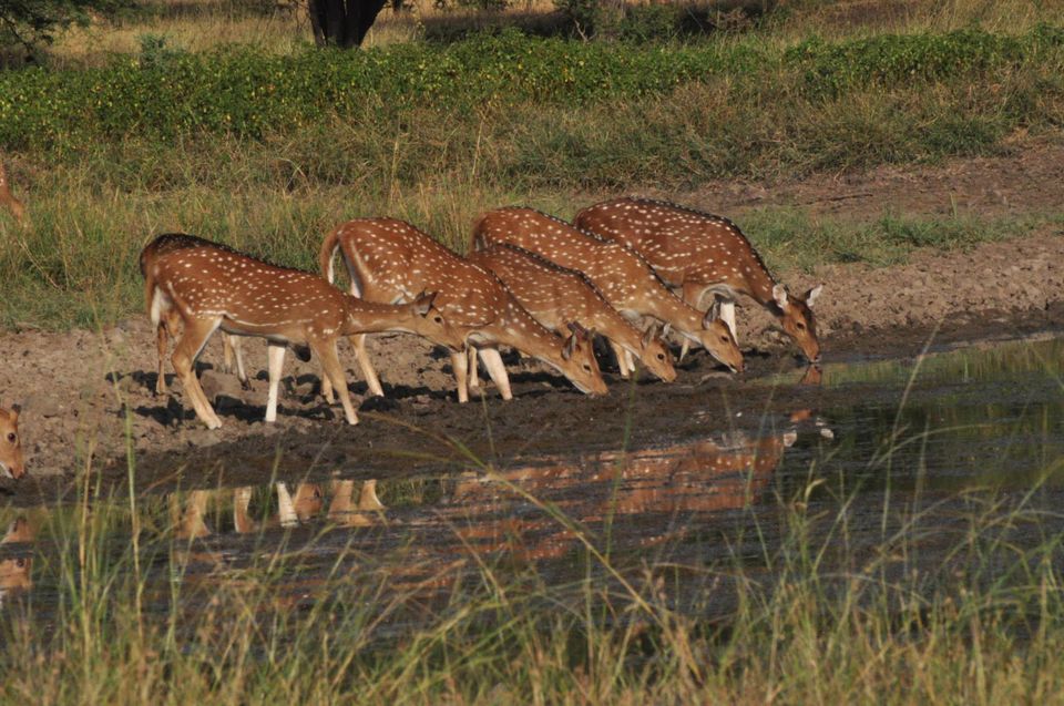 Photo of Ranthambore National Park 15/24 by Rajendra Makharia