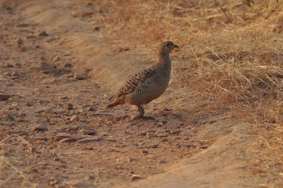 Photo of Ranthambore National Park 5/24 by Rajendra Makharia