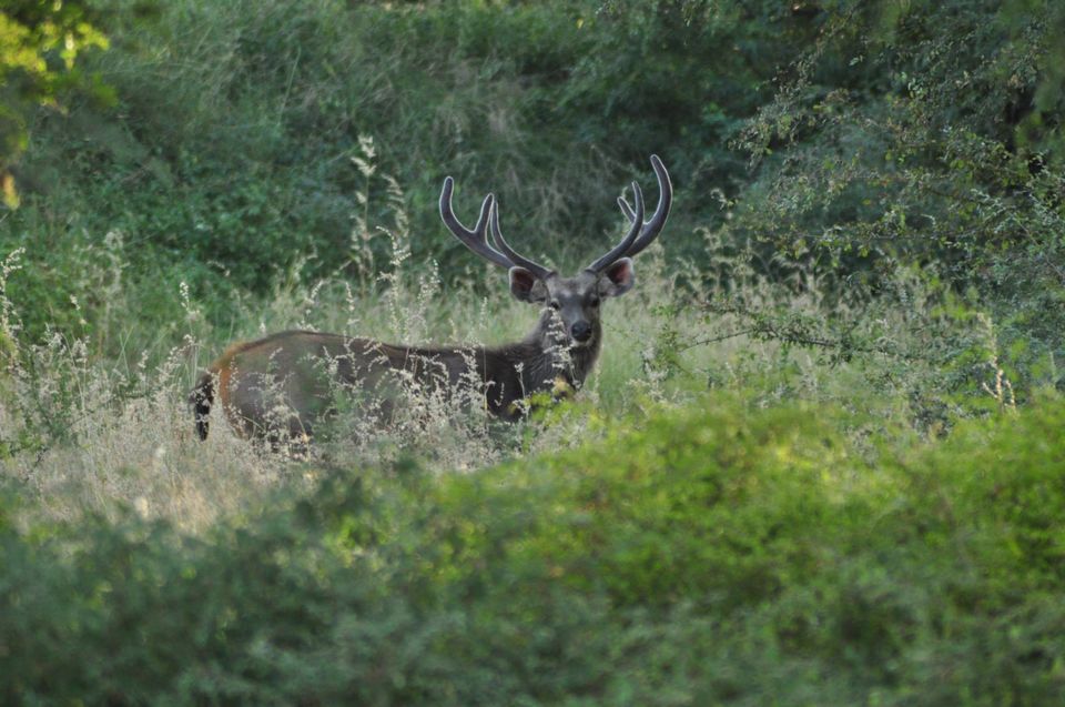 Photo of Ranthambore National Park 3/24 by Rajendra Makharia