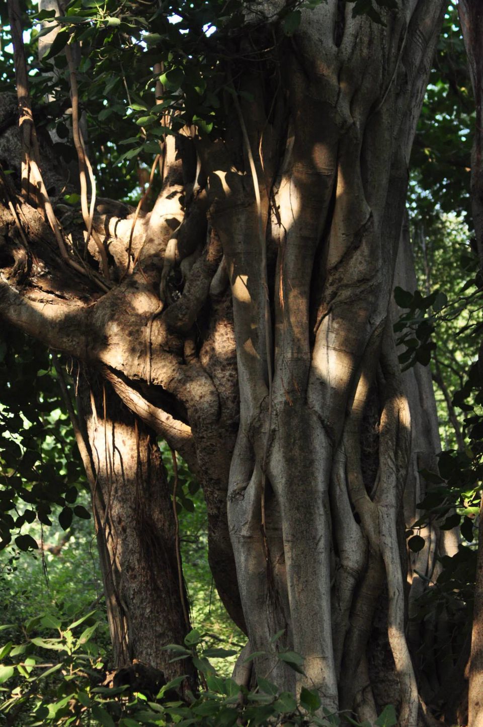 Photo of Ranthambore National Park 19/24 by Rajendra Makharia