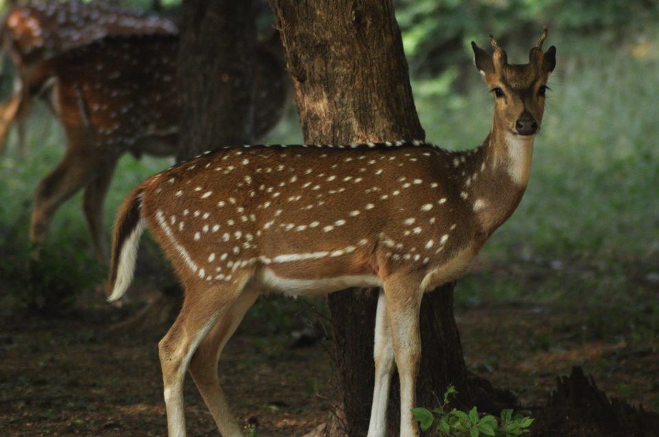 Photo of Ranthambore National Park 14/24 by Rajendra Makharia