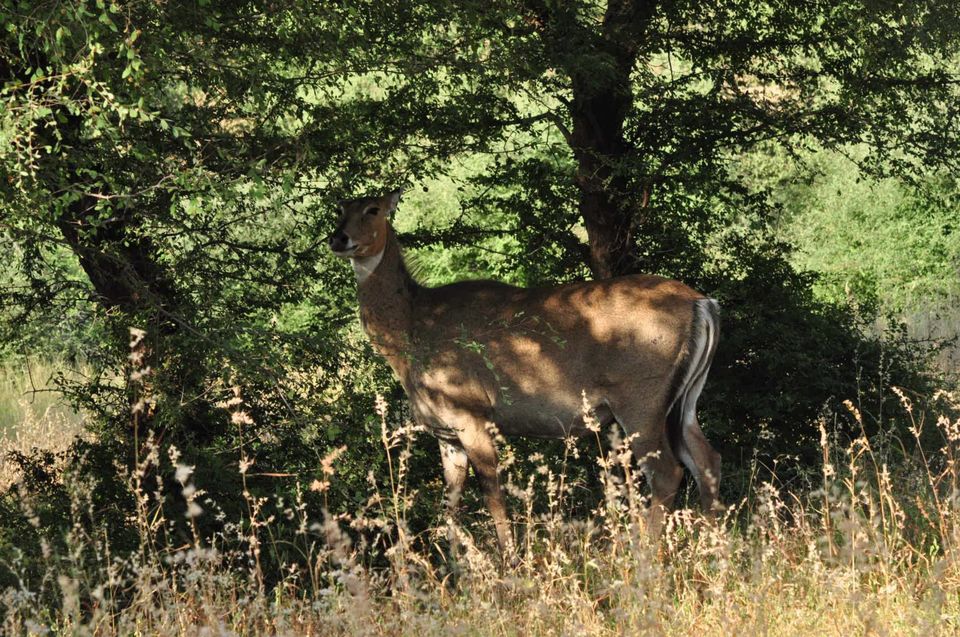 Photo of Ranthambore National Park 1/24 by Rajendra Makharia