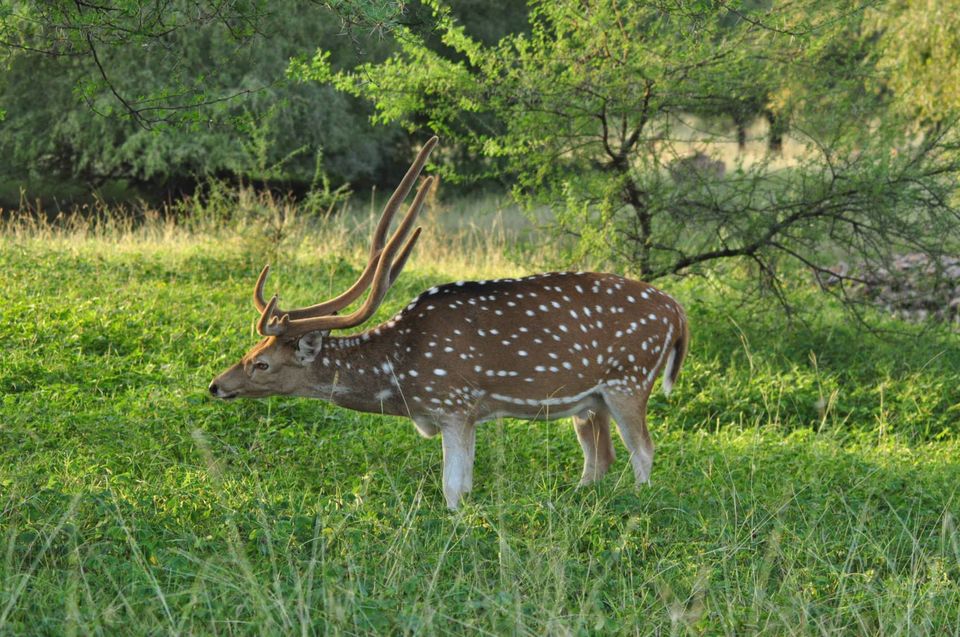 Photo of Ranthambore National Park 17/24 by Rajendra Makharia
