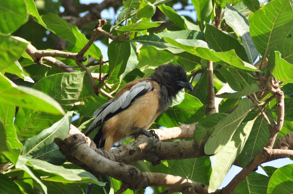 Photo of Ranthambore National Park 8/24 by Rajendra Makharia