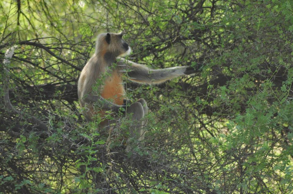 Photo of Ranthambore National Park 11/24 by Rajendra Makharia