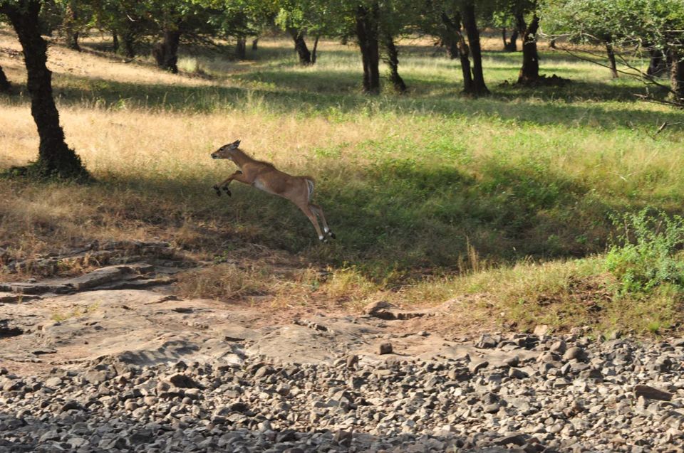 Photo of Ranthambore National Park 9/24 by Rajendra Makharia