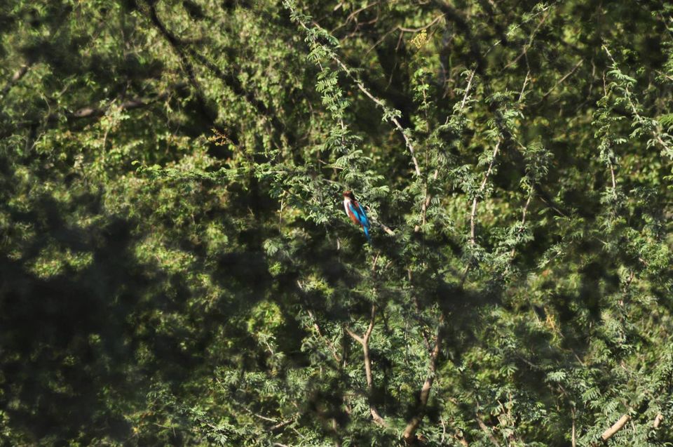 Photo of Ranthambore National Park 22/24 by Rajendra Makharia
