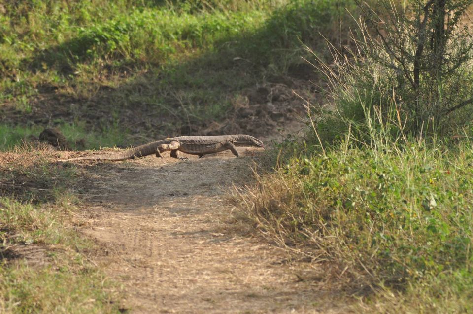 Photo of Ranthambore National Park 16/24 by Rajendra Makharia