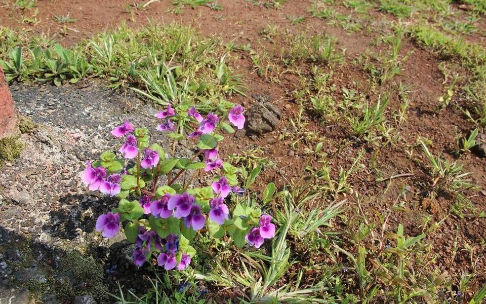 Photo of A trip to the valley of flowers-Satara-Maharashtra 14/20 by Pravasibaba