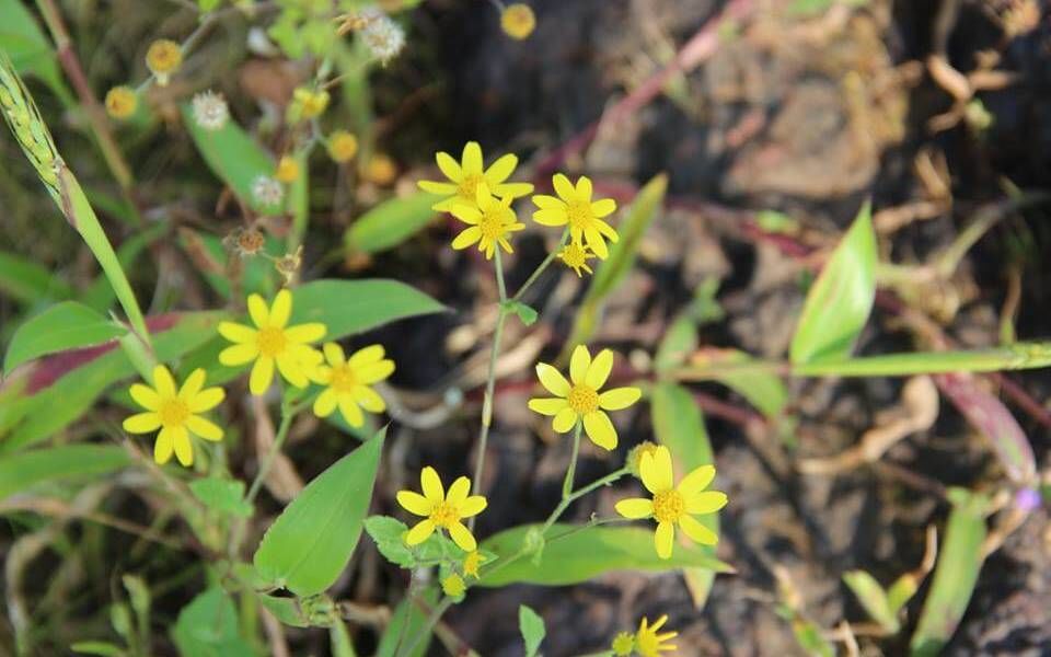 Photo of A trip to the valley of flowers-Satara-Maharashtra 18/20 by Pravasibaba