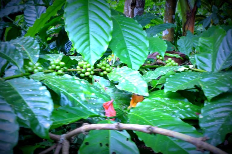 Photo of The Bali Verses 5/24 by Apoorva Anubhuti