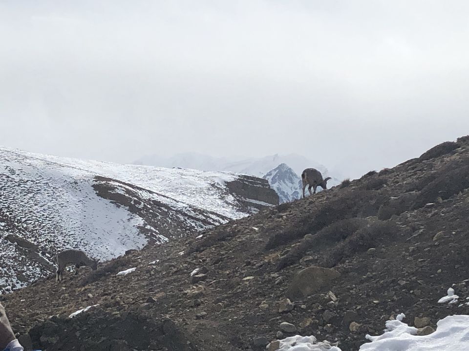Photo of Hikkim, Himachal Pradesh, India by Jatin Parmar