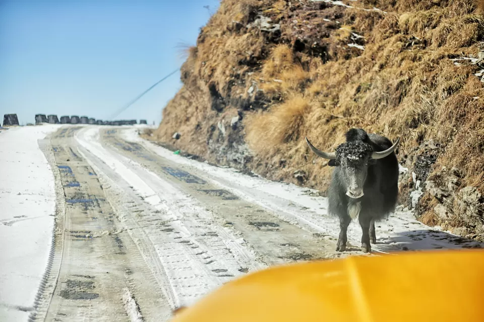 Photo of Nathang Valley, Sikkim 737131, India by Paushali Majumder