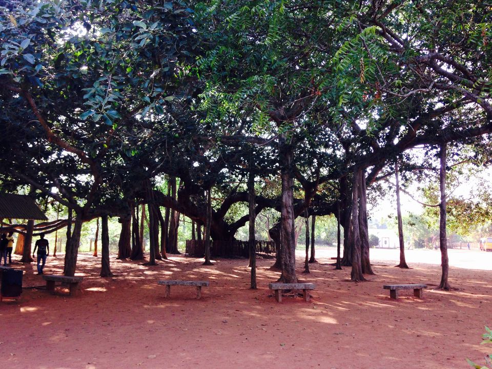 Photo of Auroville- A diverse nation in a small city 3/11 by Pooja Sharma