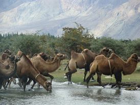 Photo of Ladakh: India's Crown Jewel 3/3 by Vaishnavi Rathore