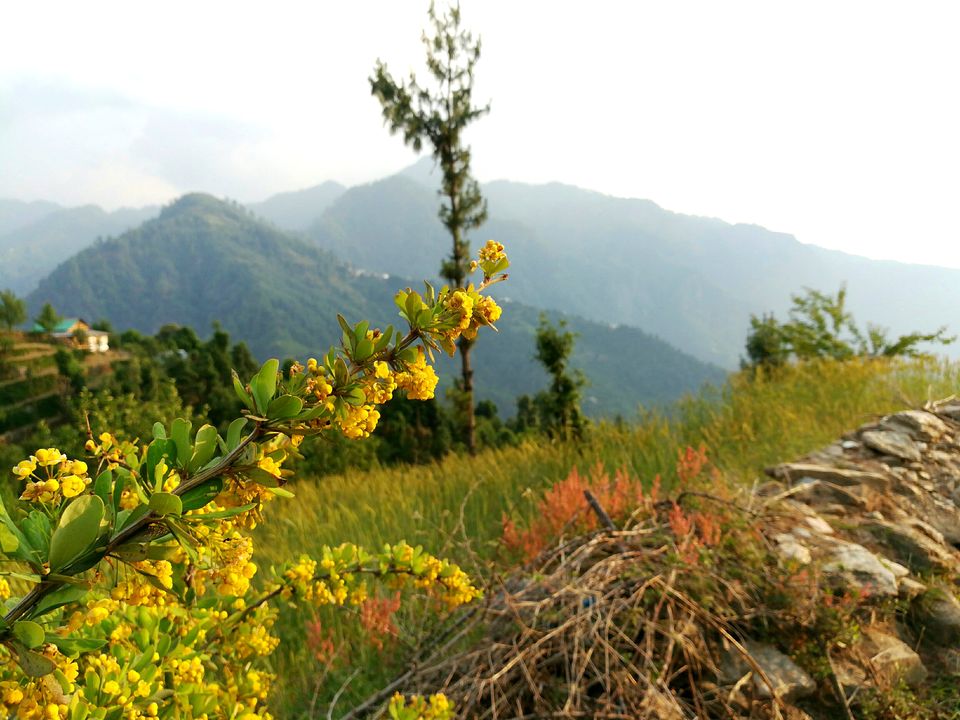 Photo of The Unspoken Adventure of Thachi Valley! 8/58 by Abhinav Raj