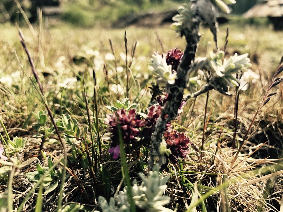 Photo of The Unspoken Adventure of Thachi Valley! 7/58 by Abhinav Raj