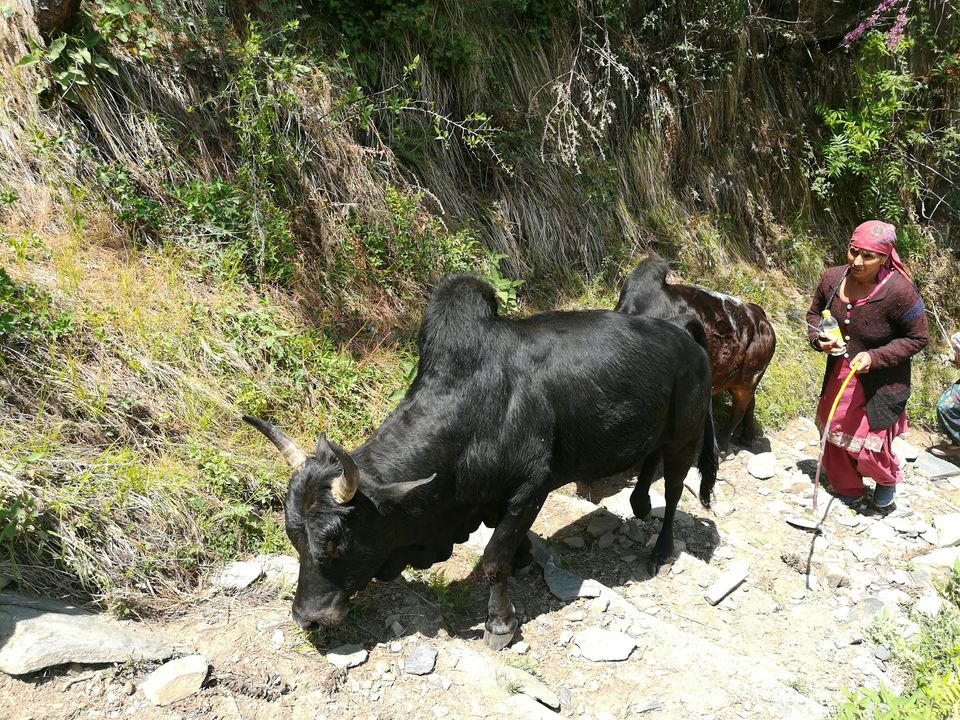 Photo of The Unspoken Adventure of Thachi Valley! 46/58 by Abhinav Raj