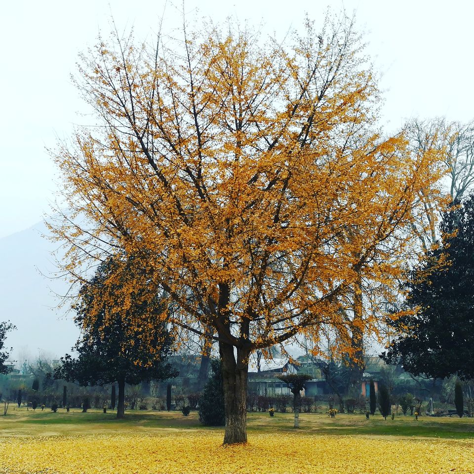 Photo of The Kashmir and Beyond! 15/33 by Abhinav Raj