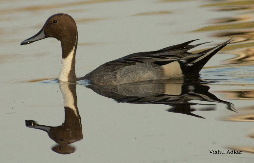 Photo of Bharatpur : My first Birding Trip 1/18 by Gargi Patil