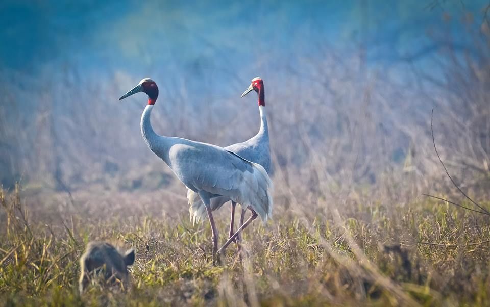 Photo of Bharatpur : My first Birding Trip 3/18 by Gargi Patil
