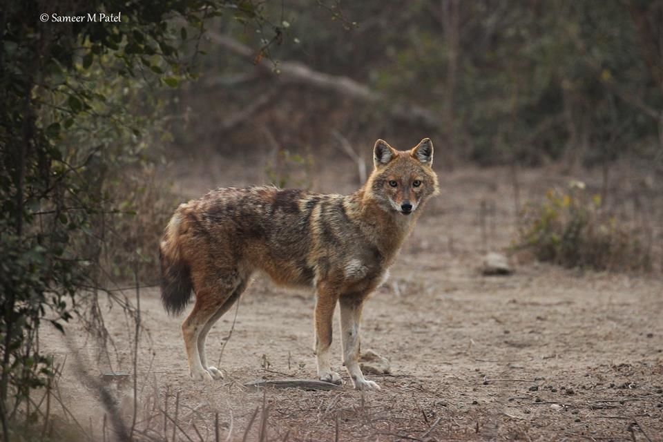 Photo of Bharatpur : My first Birding Trip 2/18 by Gargi Patil