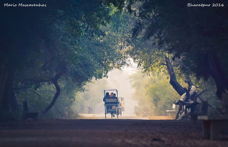 Photo of Bharatpur : My first Birding Trip 6/18 by Gargi Patil