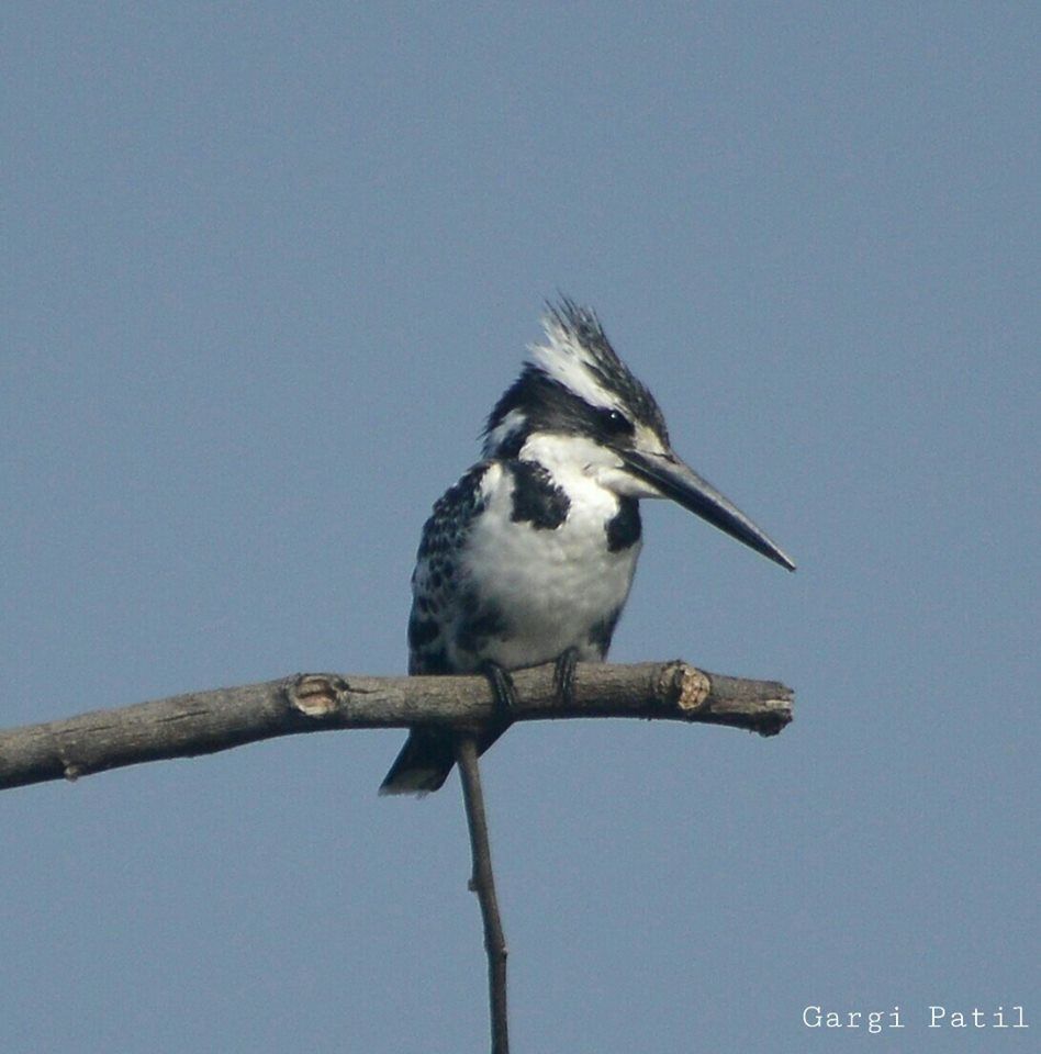 Photo of Bharatpur : My first Birding Trip 7/18 by Gargi Patil