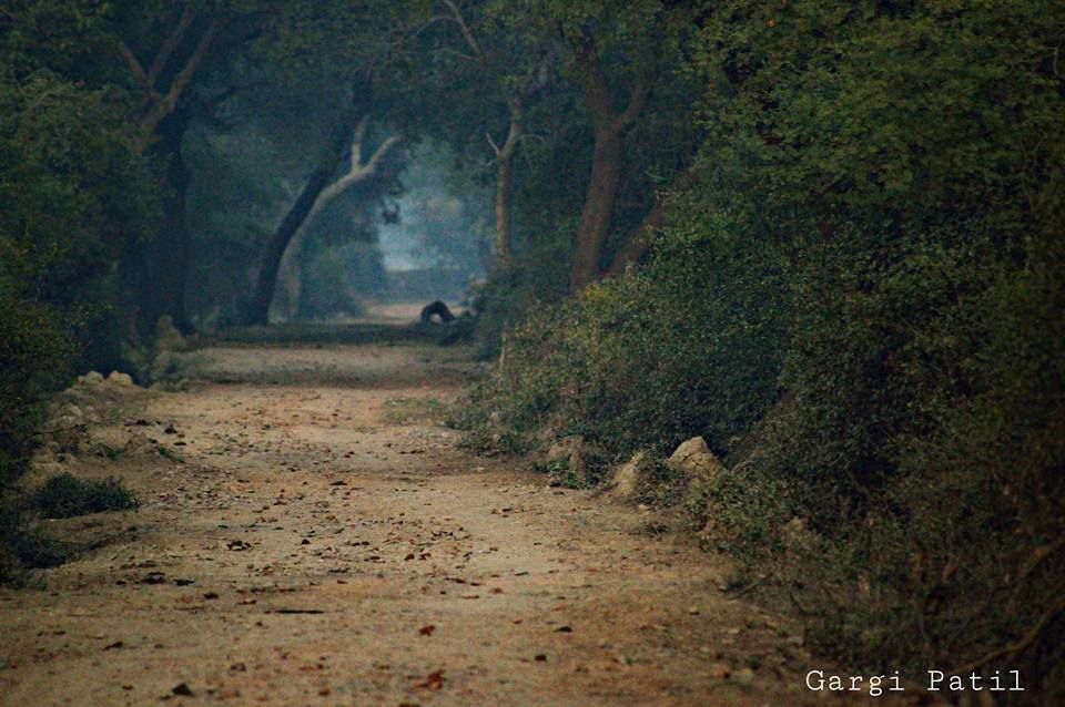 Photo of Bharatpur : My first Birding Trip 8/18 by Gargi Patil